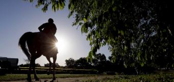 2020 Cheltenham Festival Best Winners