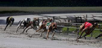 Guide to betting on greyhounds racing