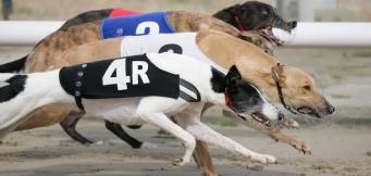 Greyhounds Betting Tips