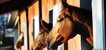 Kempton King George VI Chase