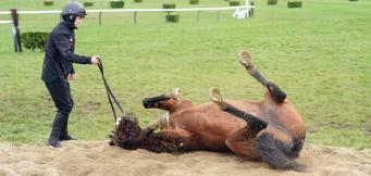 Cheltenham fun facts